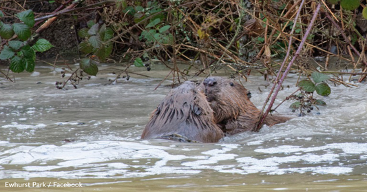 Hazel And Chompy Become First Beavers To Live In English County In 400 Years