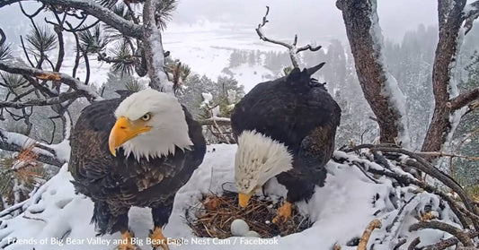 Video Captures Incredible Moment Bald Eagle Dad Helps Keep The Eggs Warm For Mom