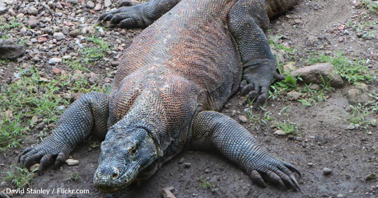 Video Shows Just How Powerful The Venom Of A Komodo Dragon Is