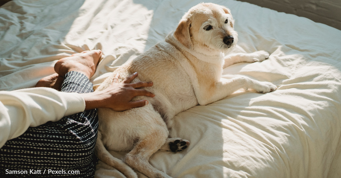 Veterinarian Claims Sharing A Bed With Your Dog This Winter Could Be Dangerous