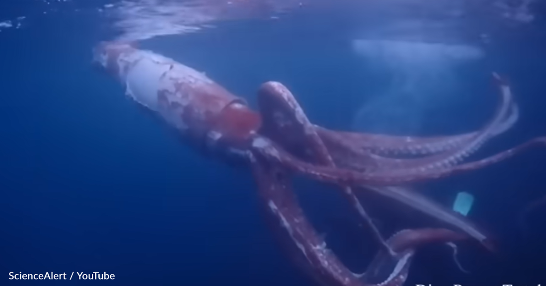 WATCH: Divers Get Up Close And Personal With A Rare Giant Squid