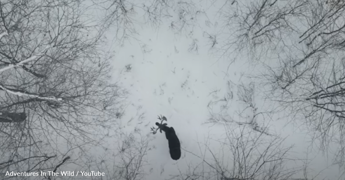 Drone Captures Exact Moment A Moose Loses His Antlers