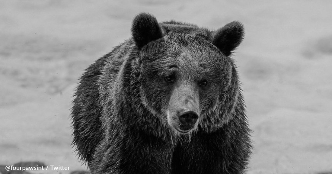 The World's Loneliest Bear Dies Just Months After Experiencing Freedom