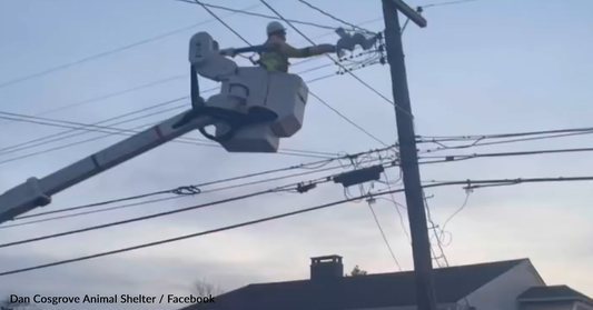 Utility Company Comes To Rescue A Seagull Trapped In The Power Lines