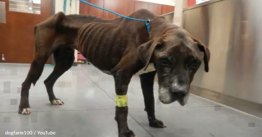 Starving Dog Collapses In Front Of Stranger And Finally Gets To Experience Love