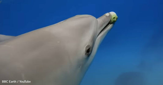 Researchers Observe Dolphins Getting High On Puffer Fish