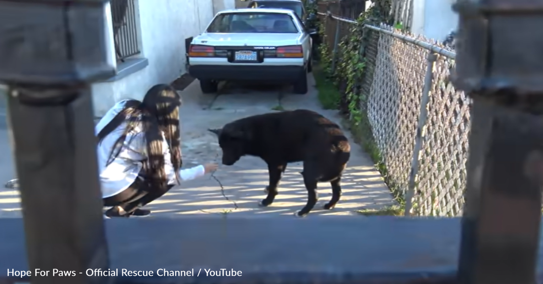 Stray Dog Loses His Twin Brother During Rescue But Finally Gets Reunited