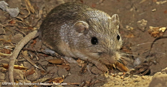 A Pacific Pocket Mouse May Be The Oldest Living Mouse In The World