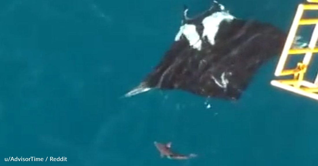 Drone Captures Massive Manta Ray Swimming Alongside Shark