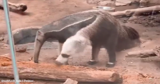 Bizarre Video Shows "Two-Headed" Anteater That Baffles The Internet