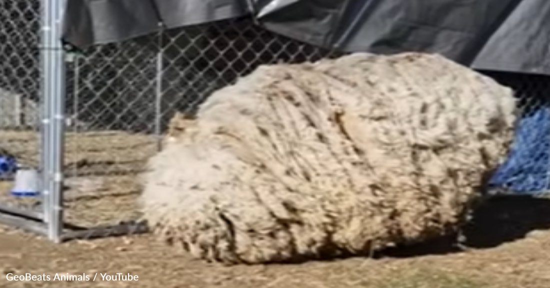 Neglected Sheep Finds A Friend And A Place To Call Home