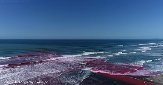 Why Scientists Are Dying Ocean Waves Bright Pink