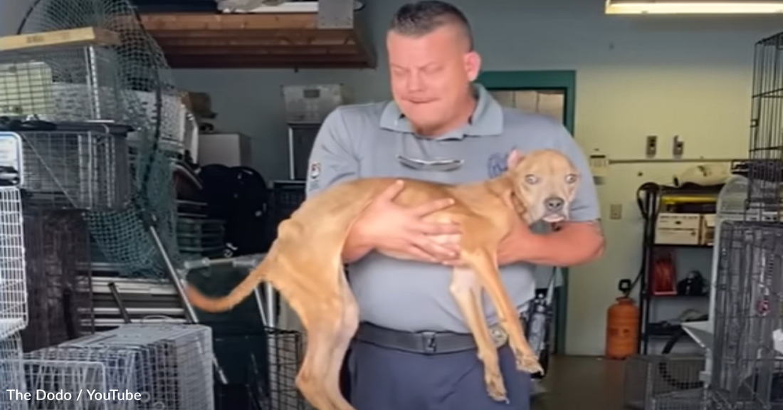 Rescued Pittie Is So Weak She Can Barely Stand On Her Own