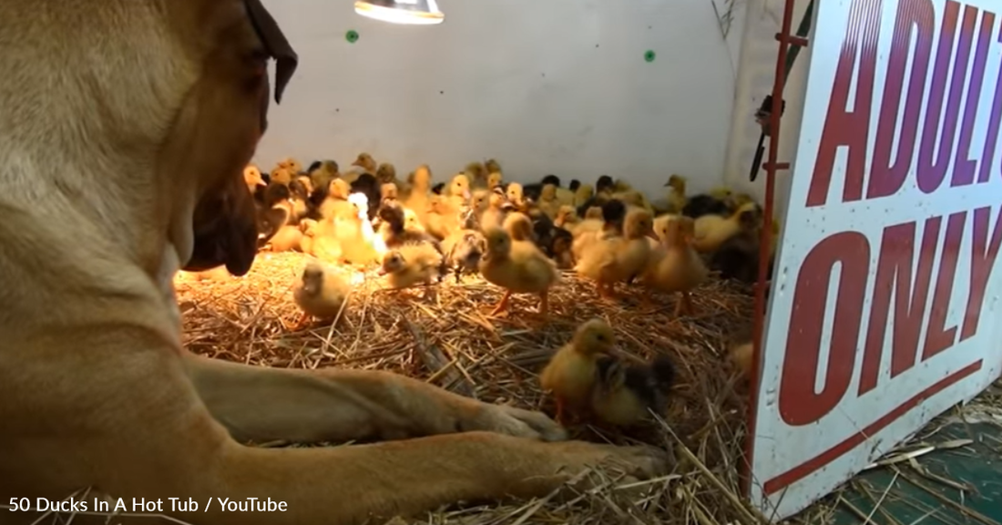 Giant Dog Watches Over Dozens Of Tiny Ducklings