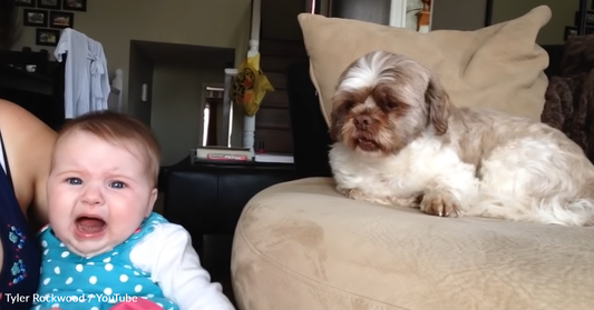 Dog Argues Back When Baby Throws A Tantrum