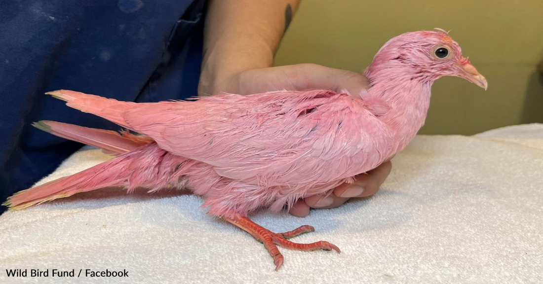 Rescuers Forced To Save Pink Pigeon After Suspected Gender Reveal Party