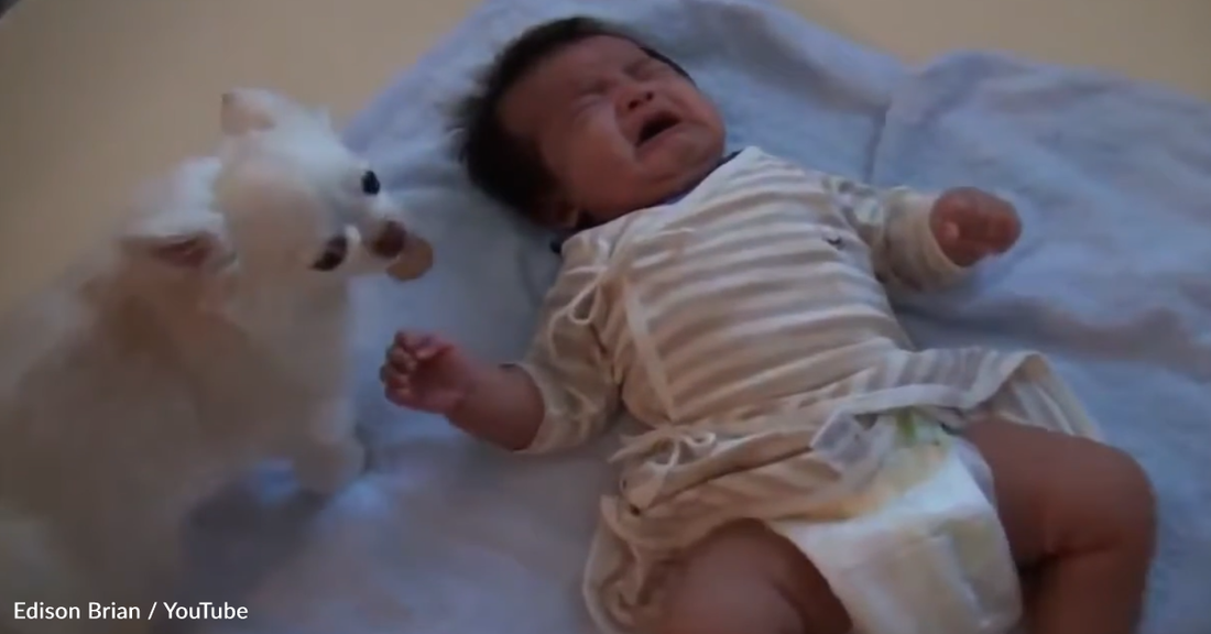 Chihuahua Tries To Make A Baby Happy In The Most Adorable Way