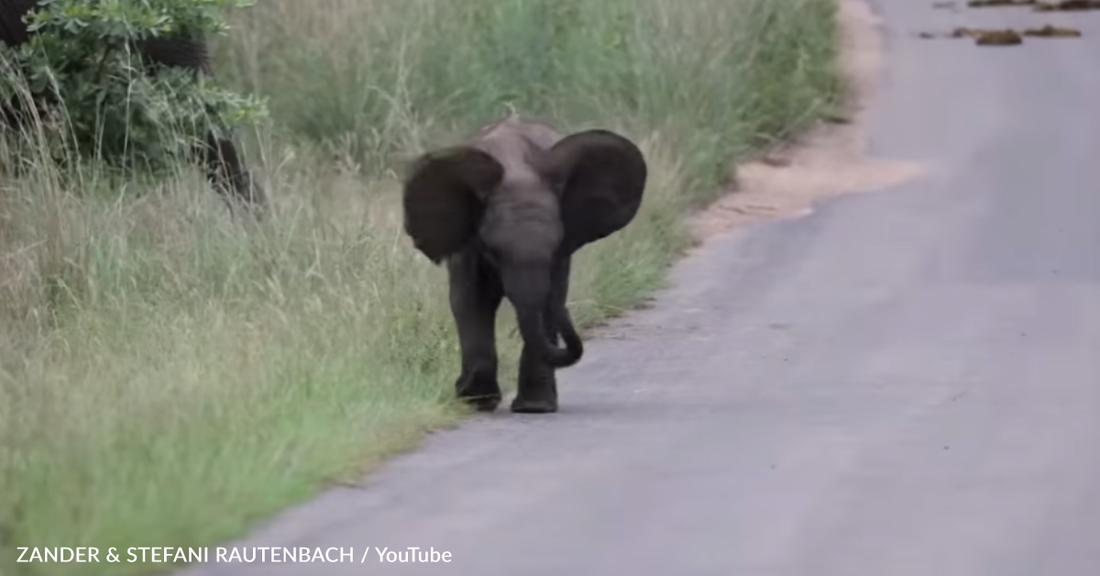 Adorable Baby Elephant Practices "Charging" At Kruger National Park