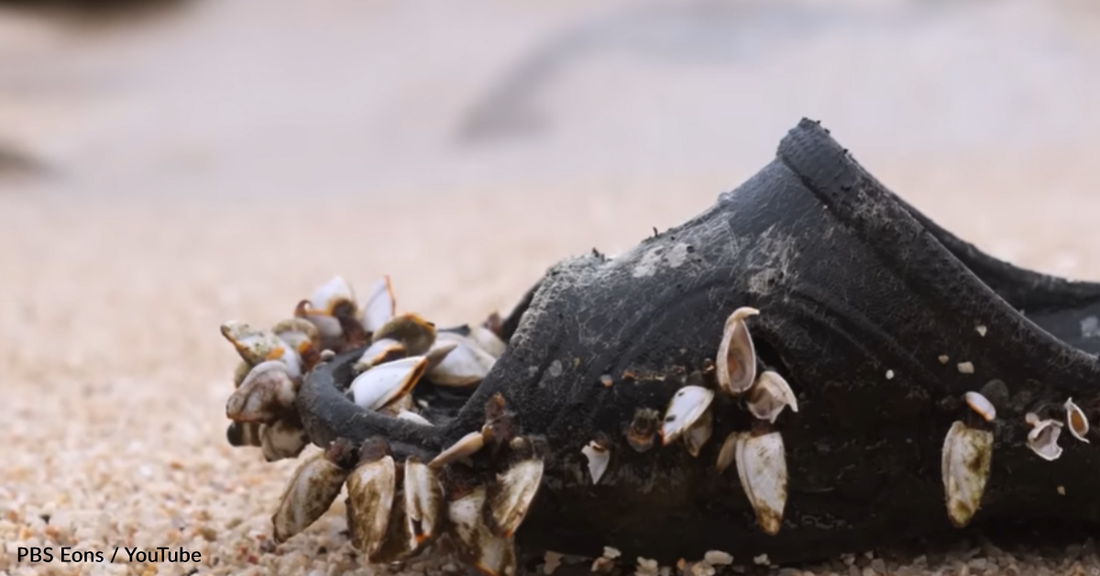 Why Darwin Hated The Simple Barnacle