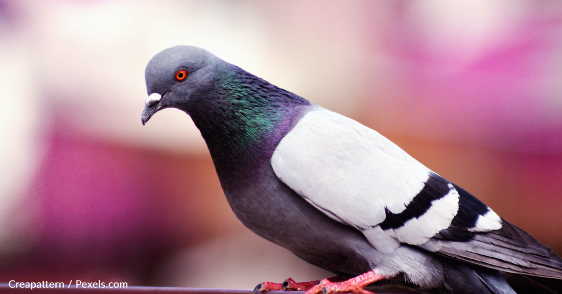 Iowa Study Shows Pigeons Use Similar Learning Process To Artificial Intelligence