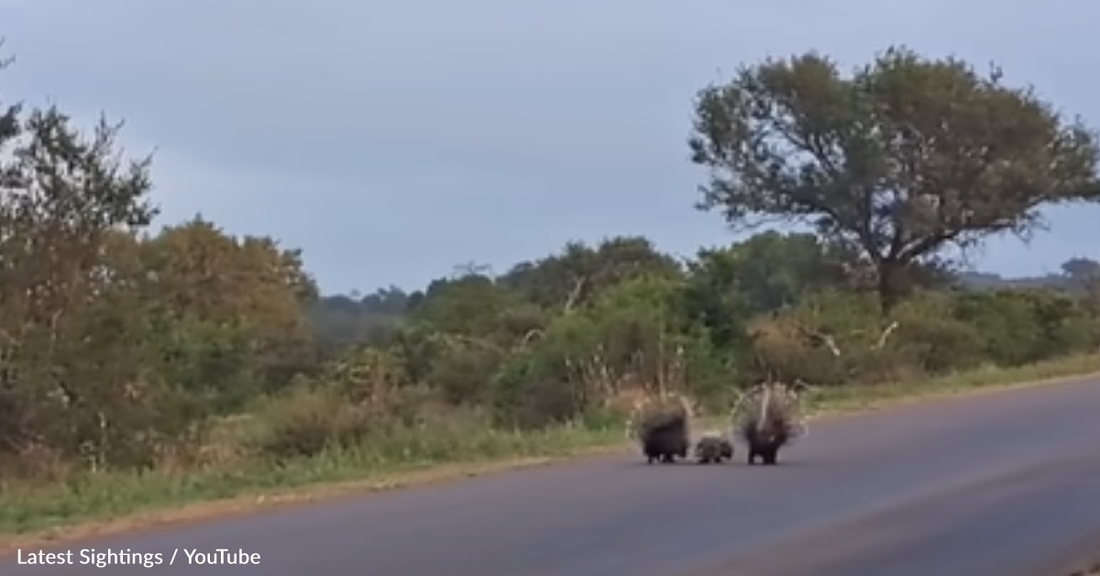 Porcupine Parents Fend Off Attacking Leopard To Protect Their Baby