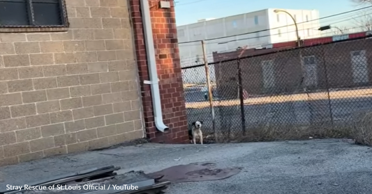 Stray Pitbull Is Skittish But Falls In Love With Rescuer In Minutes