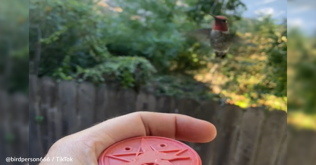 Man Handfeeds Friendly Hummingbird