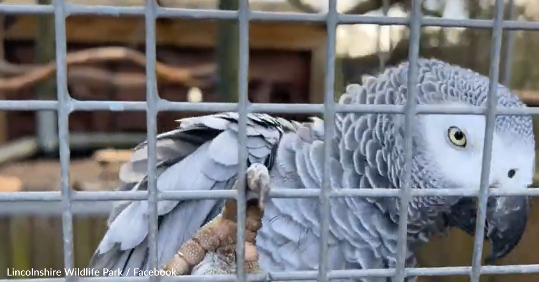 Zoo Forced To Separate Parrots Because They Love Swearing At Visitors