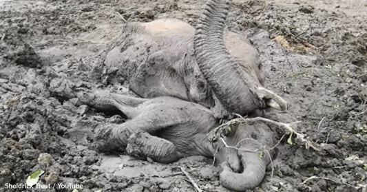 Baby Elephant Refuses To Leave Mom's Side Until Rescuers Save Her From The Mud