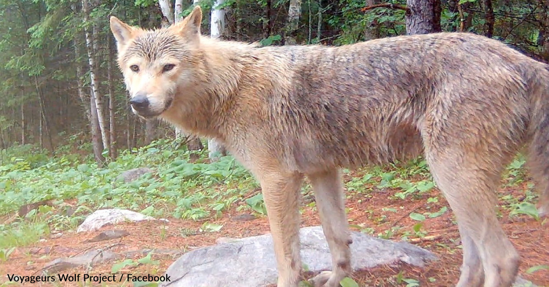 Wolf Sets Record Traveling 4,200 Miles Across the Great Lakes Area