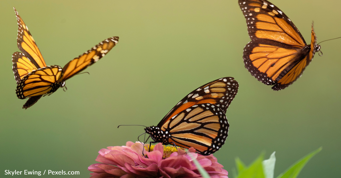 Monarch Butterflies Are Back And Beating Last Year's Numbers