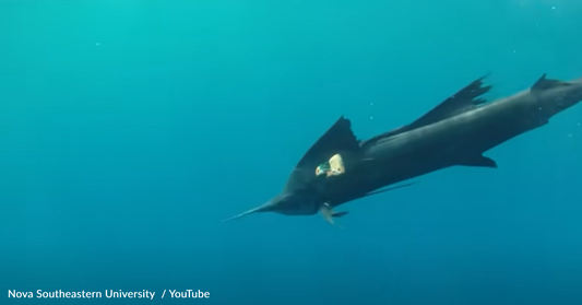 You Can Now Watch The World's Fastest Fish Hunt