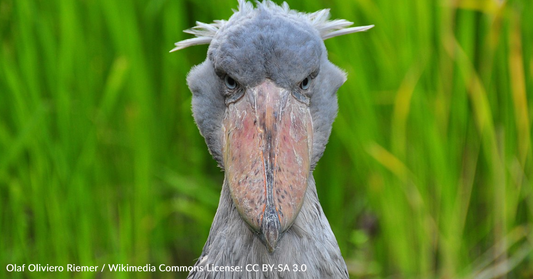 People Are Terrified Of Bizarre 5ft-Tall Bird With Frightening Call