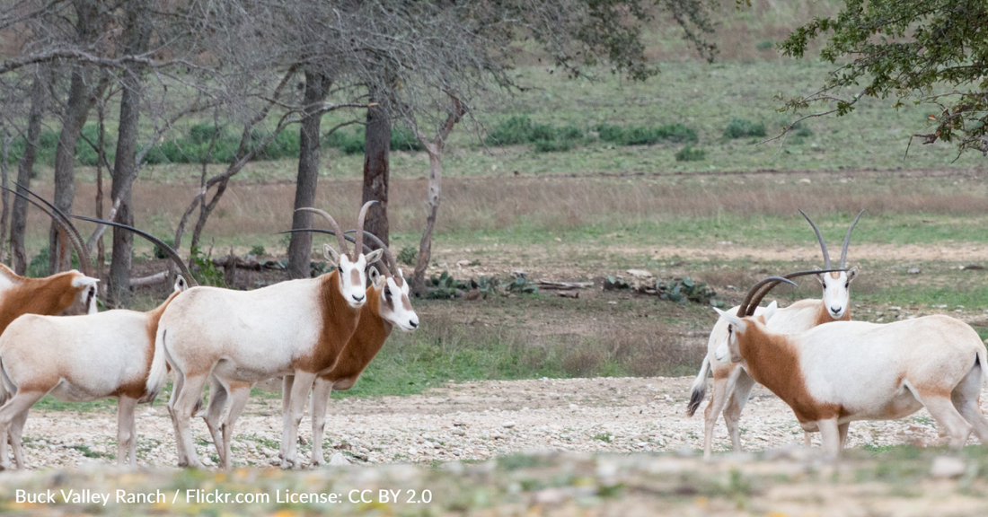 Study Shows The Potential Of Conservation Zoos To Reverse Extinction