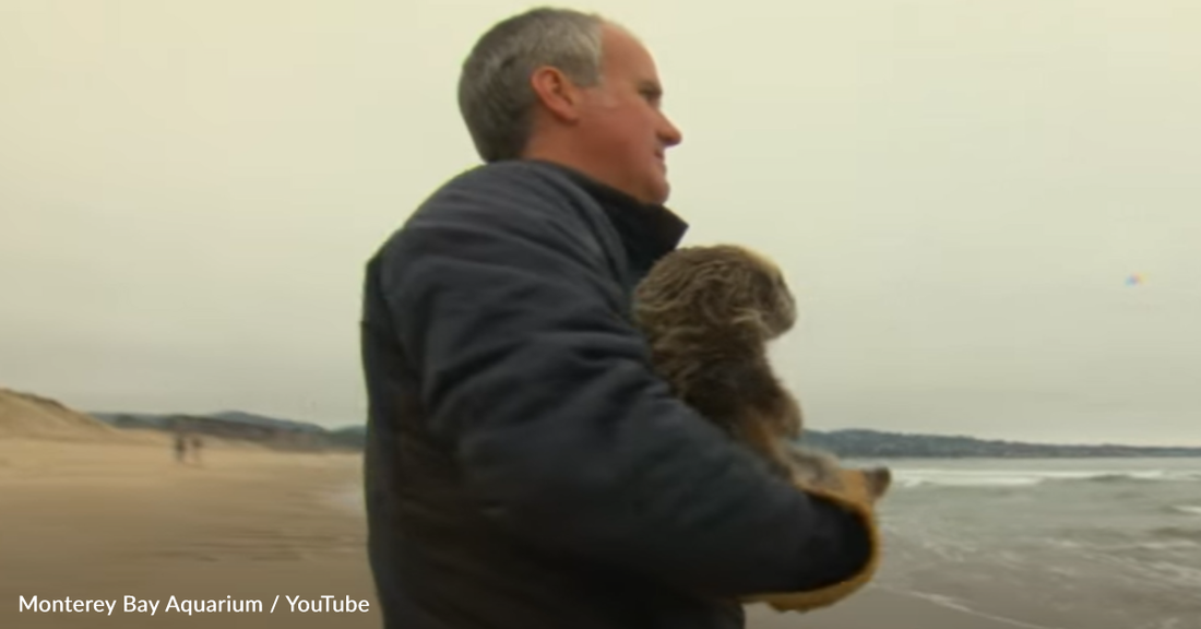 Man Takes Struggling Baby Otter To Cry On The Beach But Mom Doesn't Come Back