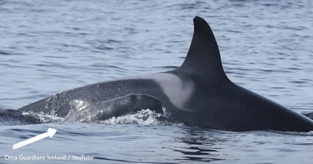 Orca Spotted Caring For Baby Pilot Whale For The First Time Ever