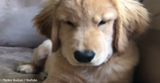 Mom Boops Her Dog's Nose And He's Not About It