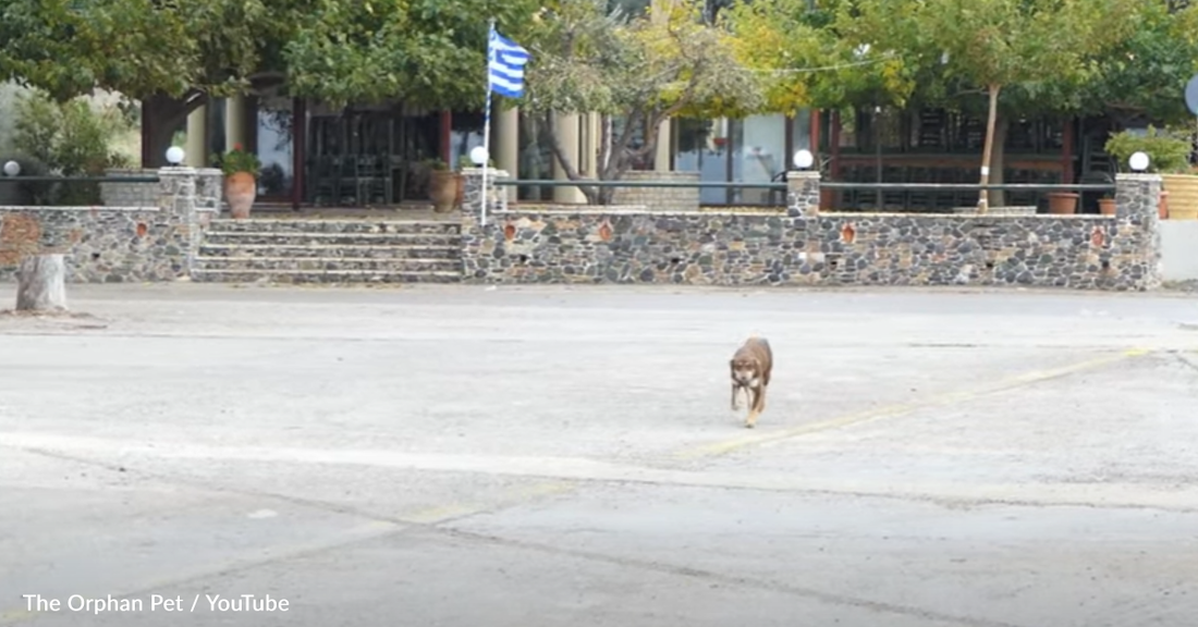 Stray Dog Trusts People Just A Little Too Much So Rescuer Steps In To Help