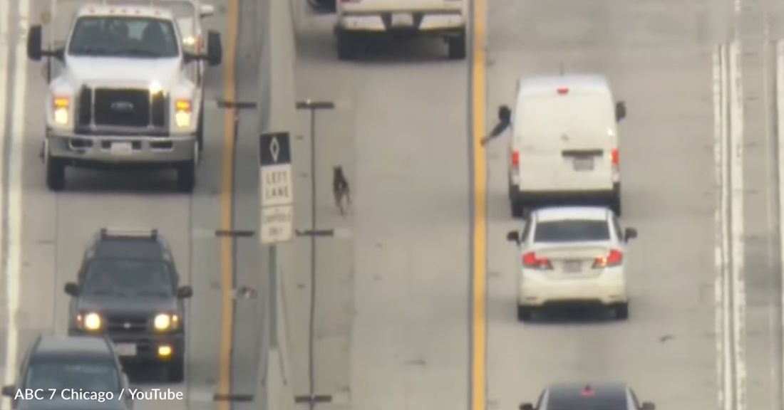 Stray Dog Stops Traffic Running Along Busy California Highway