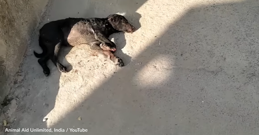 Puppy Left For Dead After Getting Hit By A Car While Playing In The Street