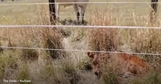 Dairy Cow Hides Her Baby In The Grass So He's Not Taken From Her Again