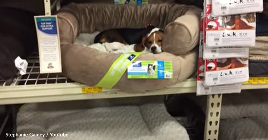 Adorable Beagle Goes Bed Shopping At PetSmart And Finds The Perfect Place To Nap