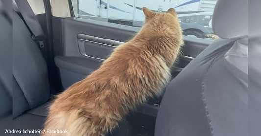 Cat Sneaks Along On Family Vacation And Has The Best Time Ever