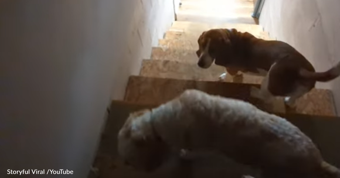 Dog Attempts To Block Brother From Going Down The Stairs In Hilarious Viral Video