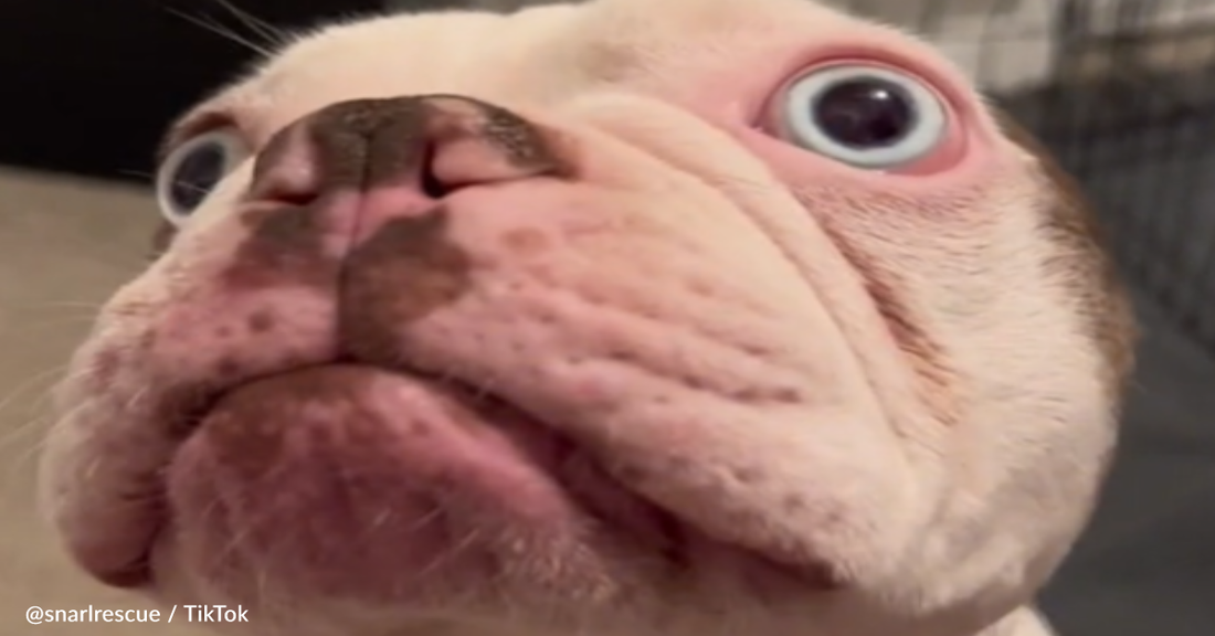 Deaf Rescue Dog Doesn't Realize His Bark Is Silent