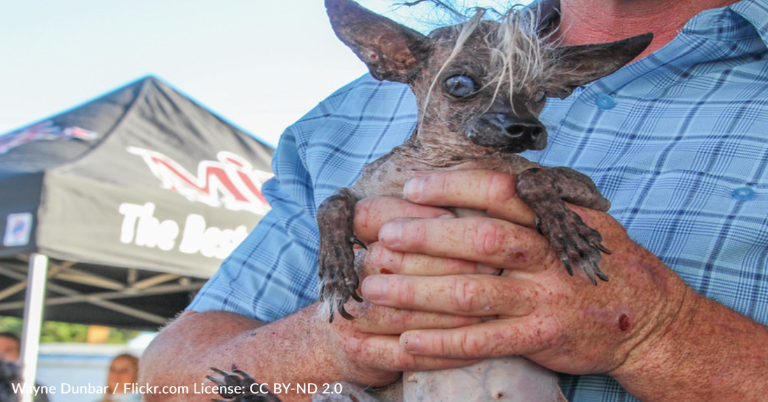 The 2023 "World's Ugliest Dog" Competition Is Officially Underway