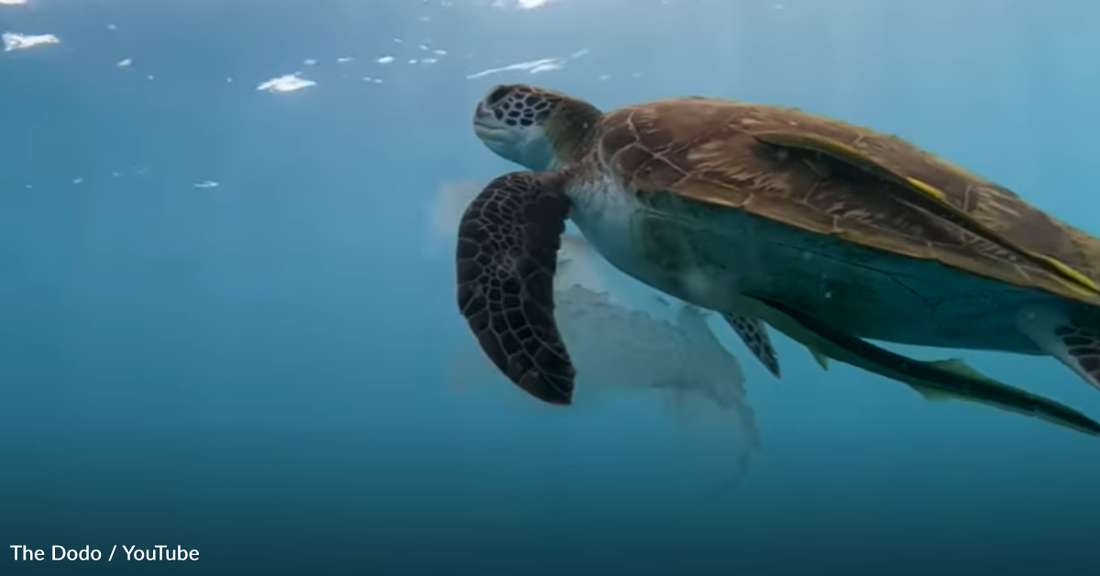 Diver Befriends A Sea Turtle And Shares A Jellyfish Meal