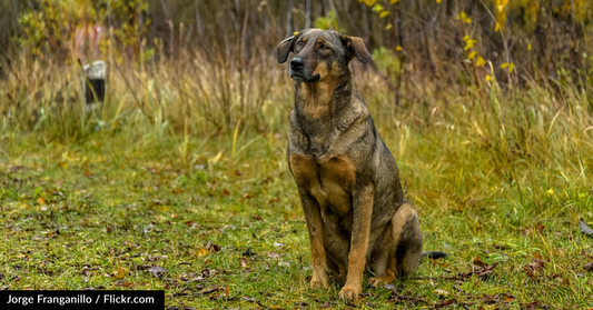 Scientists Find Genetic Difference In Dogs Living Near Chernobyl Compared To Other Dogs