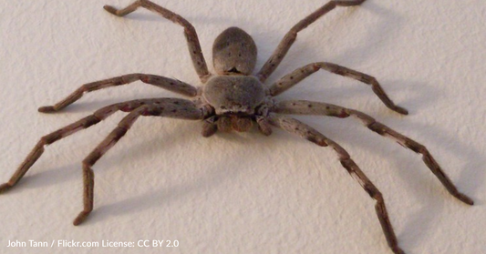 British Woman Panics When Spider Invades Her Australia Home