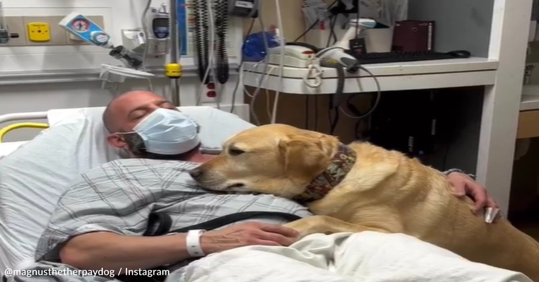 Faithful Dog Refuses To Leave Owner Even After He's Taken To The Hospital